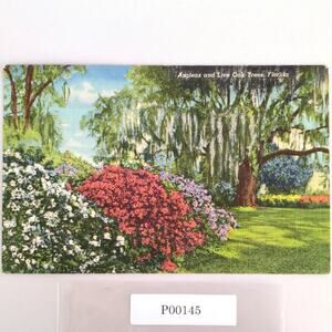 Vintage Florida Linen Postcard Azaleas & Live Oak Trees 1950 Flowers Floral